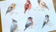 Suluboya İllustrasyon