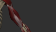 Arm Anatomy