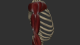Arm Anatomy