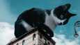 Photomanipulations