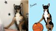 Pet Draws