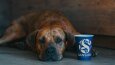 Tchibo Coffe "Fotoğraf renklendirme ve düzenleme, 