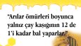 Bröşür Tasarımlarım