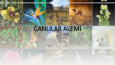 Hazırlamış olduğum bazı sunum örnekleri
