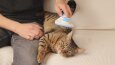Kedi Tarağı ve Buz Kalıbı Ürün Çekimleri