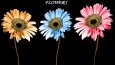 Graphic&Design/Photography