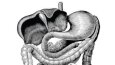 Diyet Lifinin Gastrointestinal Sistemdeki Etkisi