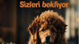 Sosyal Medya Tasarımları