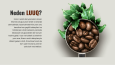 Luuq Coffee Franchise Design