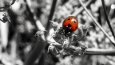 Profesyonel Fotoğraf Düzenleme 
