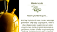 Zeytin ve zeytinyağı üreten firma için katalog tasarımı