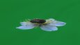 MOTION GRAPHICS