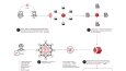 bitcoin infografik