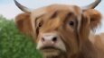 Illustrations