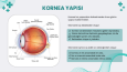 Kornea (Göz Sağlığı) İnfografik Sunum