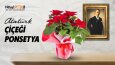 Sosyal Medya & Web Banner