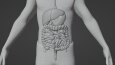 3D Sindirim Sistemi Animasyonu