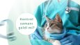 Pati Dostu Sosyal Medya Tasarımı 
