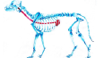 Resim
