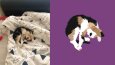 Pet Draws