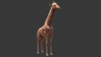 3D Model, Karakter, Animasyon ve Çevre