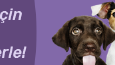 Lino Pet Banner Çalışmaları