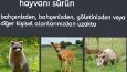Fotoğraf düzenleme ve çeviri 