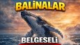 Vahşi Doğa Belgeseli ve Reklam seslendirmeleri.