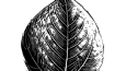 Bazı logo tasarımlarım 