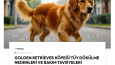 Golden Retriever Köpeği Tüy Dökülme Nedenleri