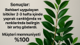 Ficus Bitkisi İçin Kişisel Bakım Rehberi