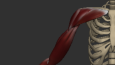 Arm Anatomy