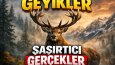 Vahşi Doğa Belgeseli ve Reklam seslendirmeleri.