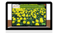 Wordpress site (Özel Tasarım)