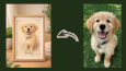Fotoğrafınızı el çizimi pet portresine dönüştürüyorum