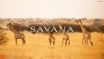SAVANA - Wear - Marka Logo Tasarımı