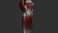 Leg muscle