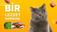 Sosyal Medya Görselleri