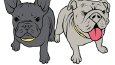 Cartoon Logo Design