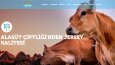 İçinde bulunduğum çalışmalar (Wordpress - Özel Tasarım)