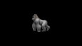 Veleno - KING KONG 