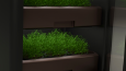 Interior Gardening