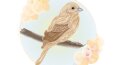Adobe illustrator