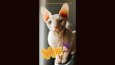 Mascota - Petshop Instagram