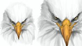 Eagles Union - Logo Animasyon