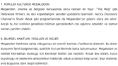 MEGALODON: Derinliklerin Efsanevi Canavarı