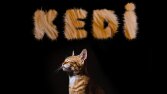 Kedi Post