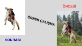 Fotoğraf Arka Plan Kaldırma – Örnek Çalışma