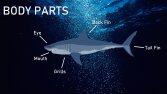 Shark Awareness