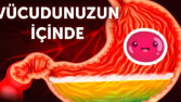 Bir Üzümün Sindirim Sistemi Yolculuğu!